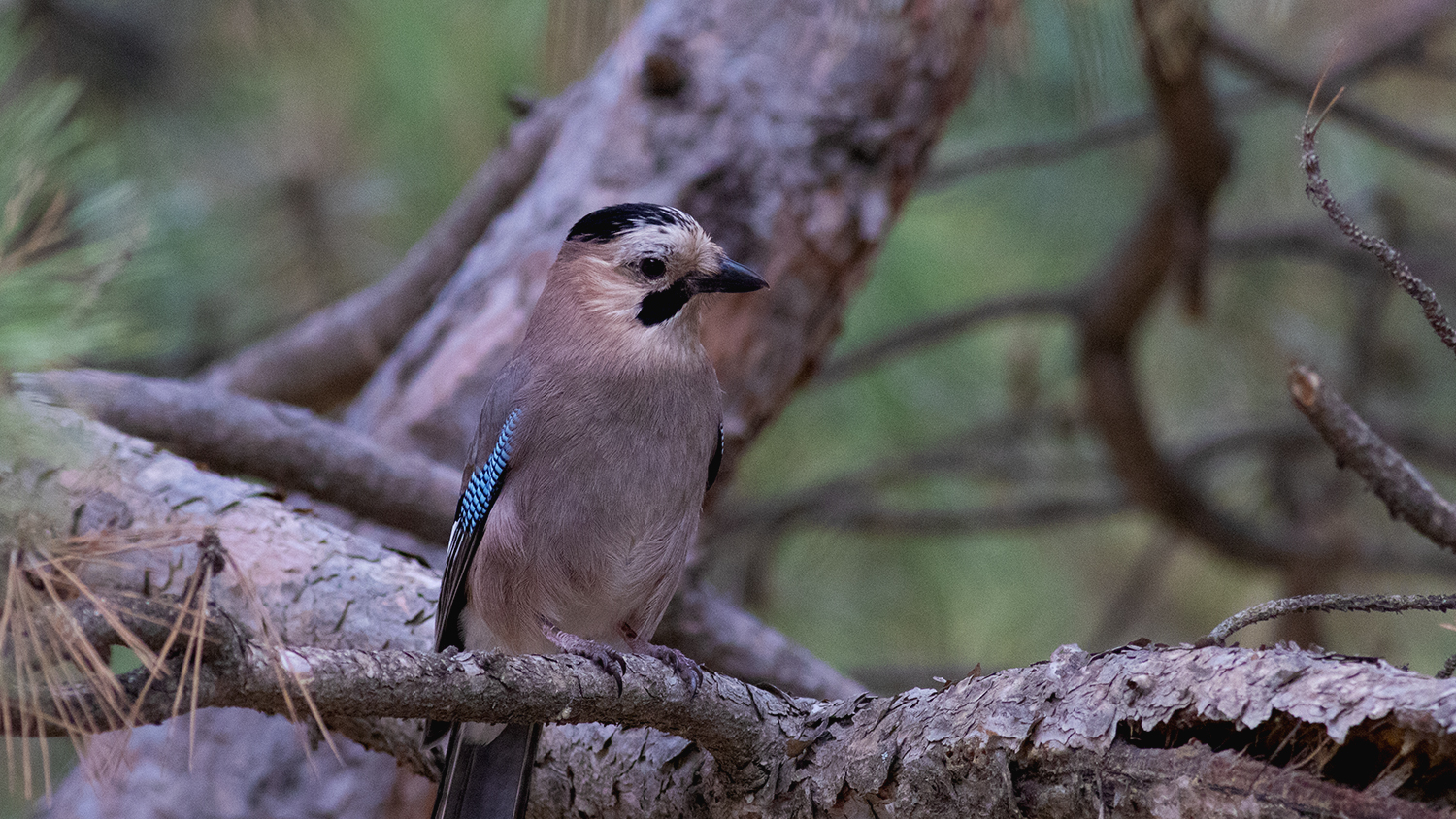 Eurasian Jay